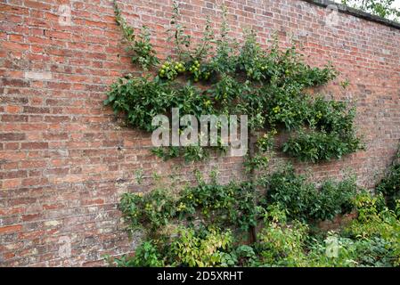 Espalier Apfelbaum wächst entlang einer Gartenmauer Stockfoto