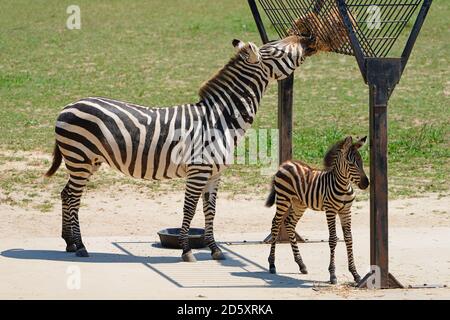 CAPE MAY COUNTY, NJ-21 JUL 2020- Blick auf ein Baby Zebra und seine Mutter bei der African Savanna Ausstellung im Cape May County Park & Zoo in New Stockfoto