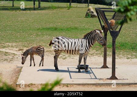 CAPE MAY COUNTY, NJ-21 JUL 2020- Blick auf ein Baby Zebra und seine Mutter bei der African Savanna Ausstellung im Cape May County Park & Zoo in New Stockfoto