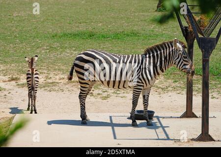 CAPE MAY COUNTY, NJ-21 JUL 2020- Blick auf ein Baby Zebra und seine Mutter bei der African Savanna Ausstellung im Cape May County Park & Zoo in New Stockfoto