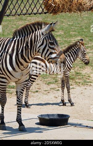 CAPE MAY COUNTY, NJ-21 JUL 2020- Blick auf ein Baby Zebra und seine Mutter bei der African Savanna Ausstellung im Cape May County Park & Zoo in New Stockfoto