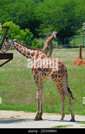 CAPE MAY COUNTY, NJ-21 JUL 2020- Blick auf eine Giraffe in der African Savanna Ausstellung im Cape May County Park & Zoo in Cape May County, New J Stockfoto