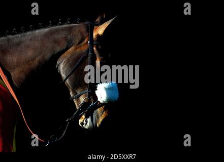 Ein Pferd in den Ställen während des Tages einer der Internationales Treffen auf der Pferderennbahn Cheltenham Stockfoto