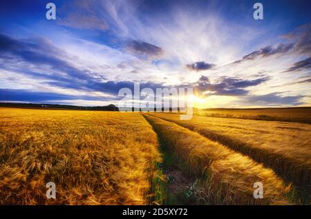 Großbritannien, Schottland, East Lothian, North Berwick, Field Hafer, Avena Sativa, bei Sonnenuntergang Stockfoto