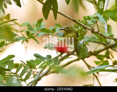 Malaysia, Borneo, Sabah, Sepilok Naturschutzgebiet, Sonnenvogel mit Olivenrückenrückenauf Zweig Stockfoto