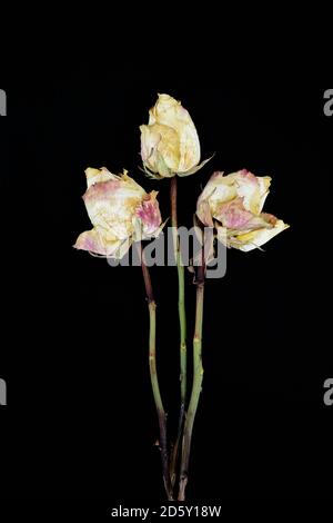 Drei verwelkte Rosenblüten vor schwarzem Hintergrund Stockfoto