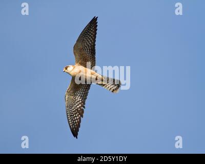 Weibliche Red-footed Falcon, Falco Vespertinus, fliegen Stockfoto