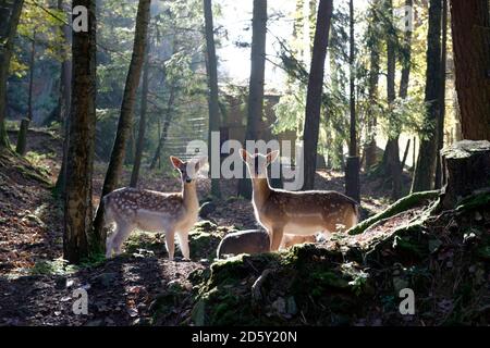 Deutschland, Furth Im Wald, Damhirsche im Wildlife park Stockfoto