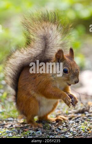 Finnland, rote Eichhörnchen Sciurus vulgaris Stockfoto