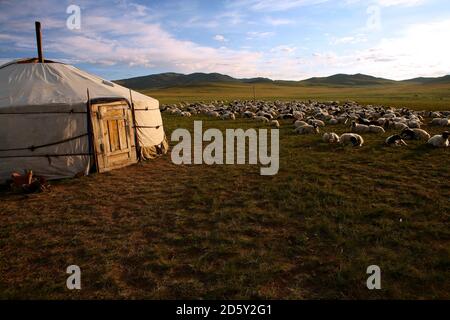 Mongolei, Provinz Arkhangai, Nomadencamp, Schafherde Stockfoto