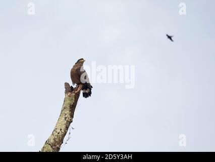 Borneo, Spilornis cheela, Schlangenadler auf einem Baumstamm Stockfoto