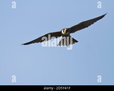 Eurasische Hobby, Falco Subbuteo fliegen Stockfoto