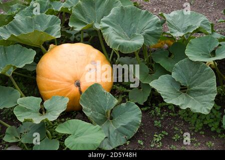Kürbis auf die Pflanze wächst Stockfoto