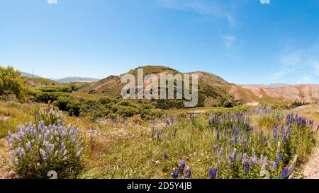 Neuseeland, Südinsel, Omarama, Lindis Pass, Russell Lupine Stockfoto