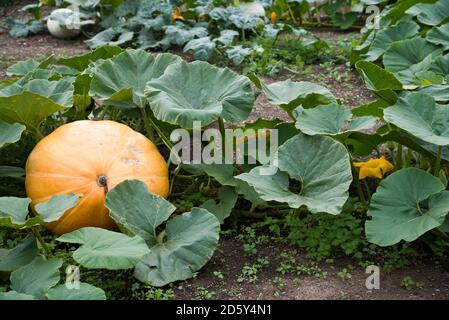 Kürbis auf die Pflanze wächst Stockfoto