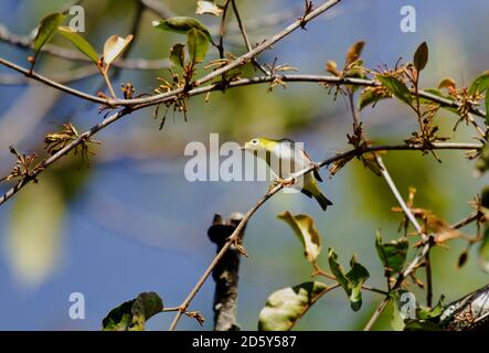 Thailand, Chiang Mai, Doi Inthanon, Kastanien-flankiertes Weißauge, Zosterops erythropleurus Stockfoto