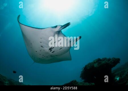 Indonesien, Bali, Nusa Penida, Riff-Manta-Rochen, Manta alfredi Stockfoto