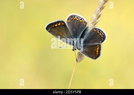 Gemeinsame blaue Schmetterling auf einer Spitze Stockfoto