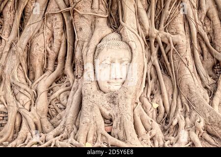 Thailand, Ayutthaya, Buddha Kopf zwischen Baumwurzeln im Wat Mahathat Stockfoto