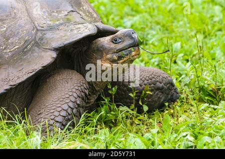 Ecuador, Galapagos Inseln, Santa Cruz, Porträt der Galapagos Riesenschildkröte Stockfoto