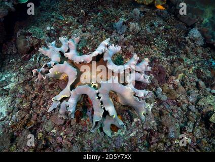 Indonesien, Bali, Nusa Lembongan, Fingerlederkoralle, Lobophytum sp Stockfoto