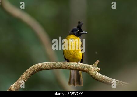 Thailand, Kaeng Krachan, Black-Crested Bulbul auf Zweig Stockfoto