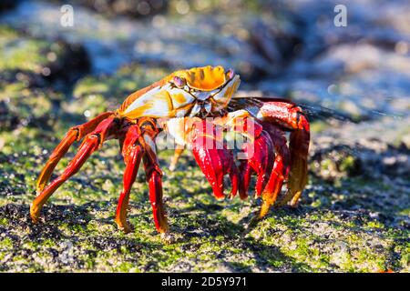 Ecuador, Galapagos-Inseln, Santiago, roten Rock crab Stockfoto