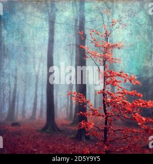 Deutschland, bei Wuppertal, Letzte Blätter bei kleiner Buche Stockfoto