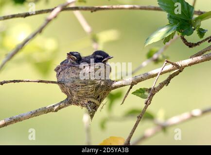 Malaysia, Borneo, Sabah, Kinabatangan River, Weißkehlige Fantnail Küken im Nest auf Zweig Stockfoto