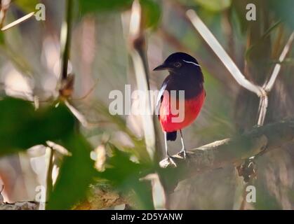 Malaysia, Borneo, Sabah, Kinabatangan Fluss, schwarz gekrönte Granatpitta, erythropitta ussheri Stockfoto