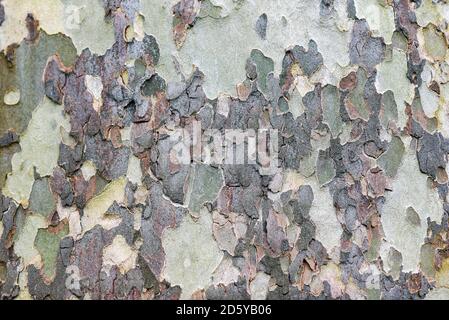 American Platane Baumrinde Textur. Stockfoto
