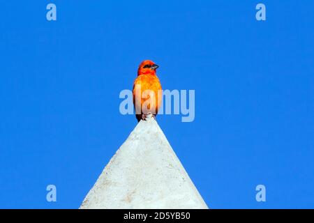 Red Fody (Foudia madagascariensis) auf dem Dach des Gebäudes, Madagaskar. Stockfoto