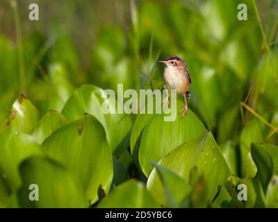 Thailand, Nakhon Sawan, Cisticola exilis, Golden-headed cisticola sitzt auf Blättern Stockfoto