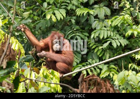Malaysia, Borneo, Sabah, weibliche Bornean Orang-Utan, die an einem Seil hocken Stockfoto