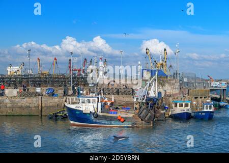 Mittwoch, 14. Oktober 2020. Brixham, South Devon, England. An einem schönen sonnigen, aber luftigen Nachmittag in South Devon zeigt sich ein Delfin im malerischen Fischerort Brixham für die Späturlauber. Quelle: Terry Mathews/Alamy Live News Stockfoto