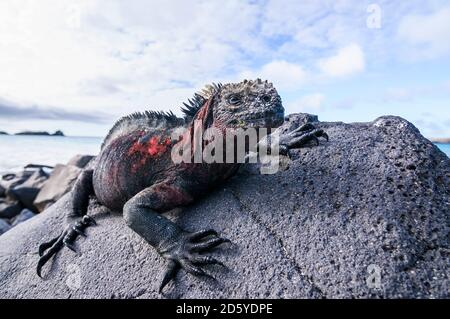 Ecuador, Galapagos Inseln, Espanola, Marine Iguana auf einem Felsen Stockfoto