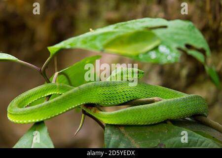 Weißlippige Pit Viper, Trimeresurus albolabris Stockfoto