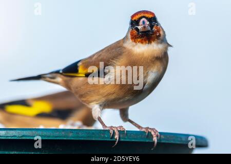 Goldfink. Gemeinsamer Gartenvogel auf einem Vogeltisch. Stockfoto