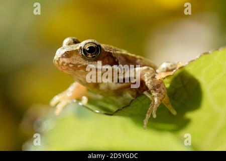 Porträt der Grasfrosch, Rana Temporaria, sitzt auf einem Blatt Stockfoto