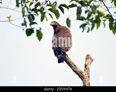 Haubenschlange Adler, Spilornis cheela Stockfoto