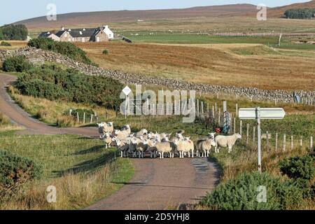 Eine Herde Schafe Blocking eine schmale Straße mit einem Passing Place Schild auf der Coigach Peninsula, Wester, Ross, Northwest Highlands of Scotland, UK Stockfoto