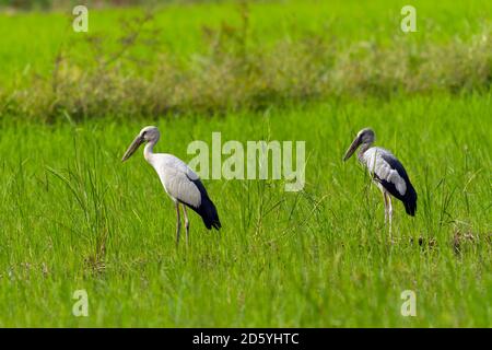 Thailand, Mae Wong National Park, Asian openbill Storch und Jungvogel, Anastomus oscitans Stockfoto