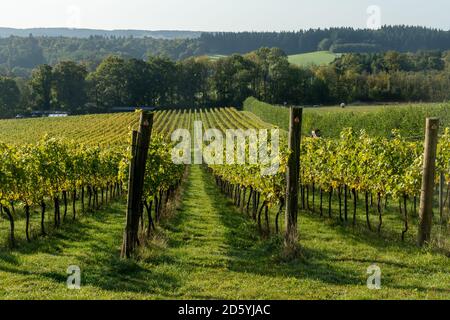 Albury Organic Vineyard, ein kleiner Familienbetrieb in Surrey Hills AONB und North Downs, Surrey, Großbritannien Stockfoto