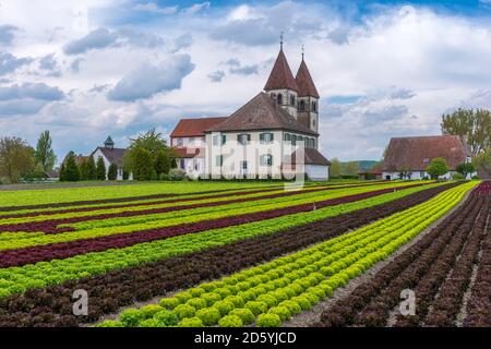 Deutschland, Baden-Württemberg, Insel Reichenau, Kopfsalat Anbau in der Kirche St. Peter Und Paul Stockfoto