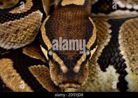 Königliche Python, Python Regius, Teilansicht Stockfoto