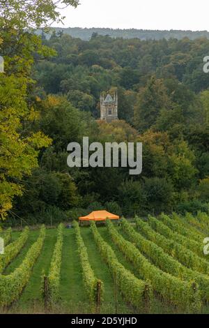 Albury Organic Vineyard, ein kleiner Familienbetrieb in Surrey Hills AONB und North Downs, Surrey, Großbritannien Stockfoto