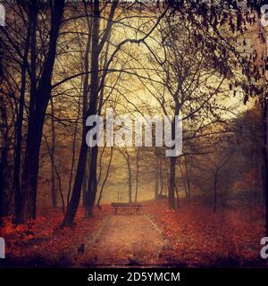 Deutschland, bei Wuppertal, Laubwald mit Herbstbank, Struktureffekt Stockfoto