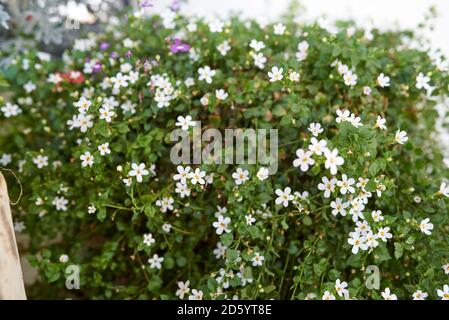 Weiße Bacopa Blüten im Blumentopf Stockfoto