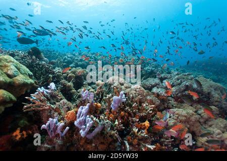 Indonesien, Bali, Nusa Lembongan, Korallenriff und LyRetail Anthias, Pseudanthias squamipinnis Stockfoto