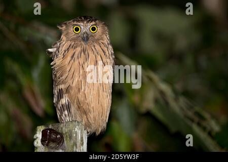 Malaysia, Borneo, Sabah, Kinabatangan Fluss, buffy Fischeule, Ketupa ketupu Stockfoto